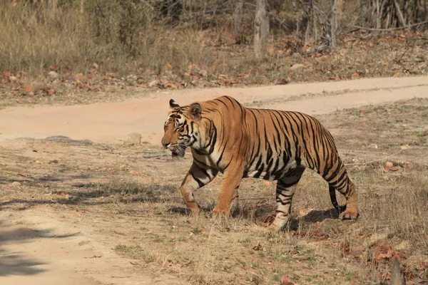 Индийский тигр в национальном парке Бандхавгарх — стоковое фото