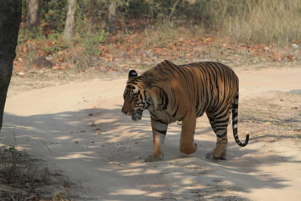 Tigre indiano no Parque Nacional Bandhavgarh — Fotografia de Stock