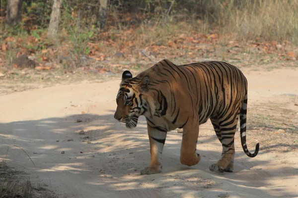 Indian Tiger in the National Park Bandhavgarh — Stock Photo, Image