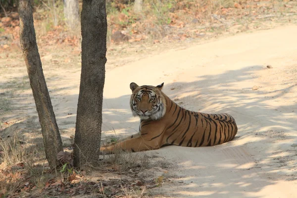 Indian Tiger in the National Park Bandhavgarh — Stock Photo, Image