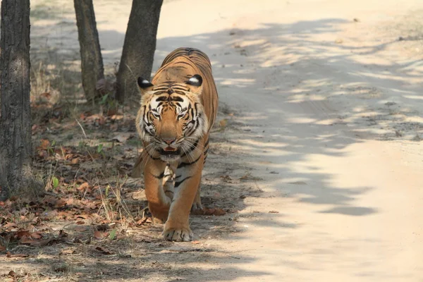 Indiai tiger, a nemzeti park Bandhavgarh városában — Stock Fotó