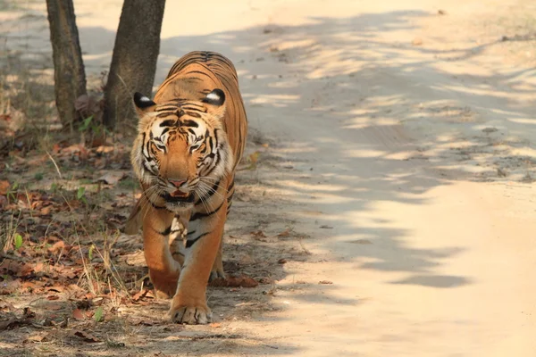 Indiase tijger in het nationaal park bandhavgarh — Stockfoto