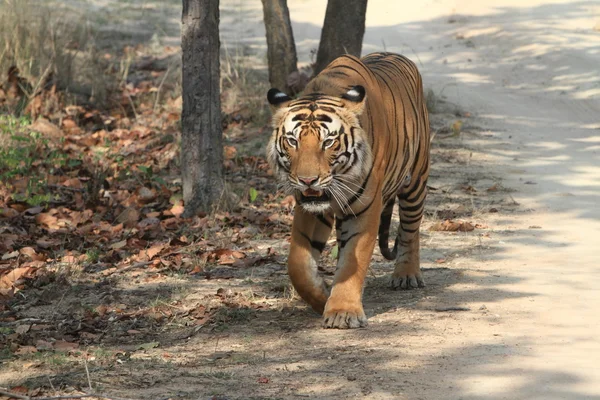 Tigre indien dans le parc national Bandhavgarh — Photo