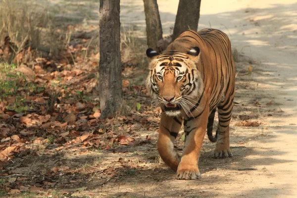 Indické tygr v národním parku bandhavgarh — Stock fotografie