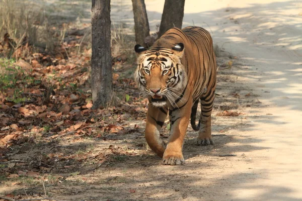 Ινδική τίγρη σε το εθνικό πάρκο bandhavgarh — Φωτογραφία Αρχείου