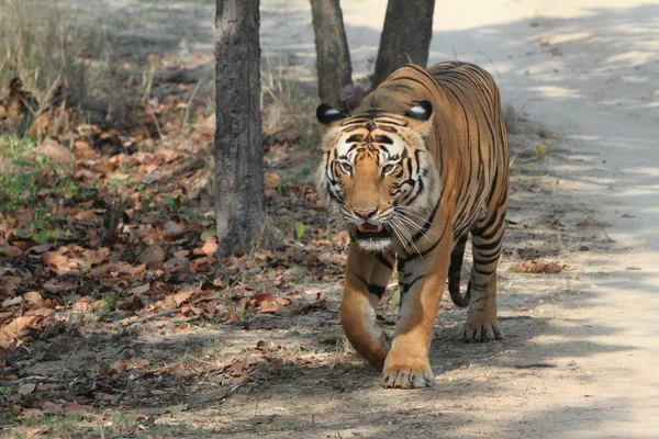 Indian Tiger in the National Park Bandhavgarh — Stock Photo, Image