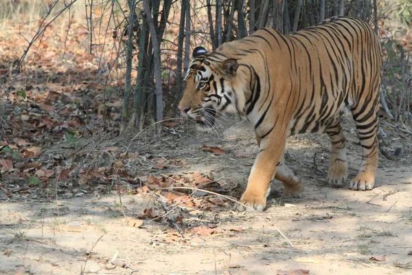 Indiska tiger i nationalparken bandhavgarh — Stockfoto