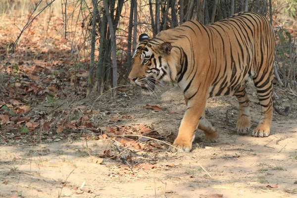 Ινδική τίγρη σε το εθνικό πάρκο bandhavgarh — Φωτογραφία Αρχείου