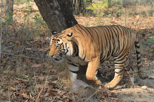 Indian Tiger in the National Park Bandhavgarh — Stock Photo, Image