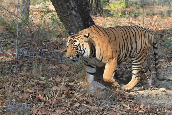 Indian Tiger in the National Park Bandhavgarh — Stock Photo, Image