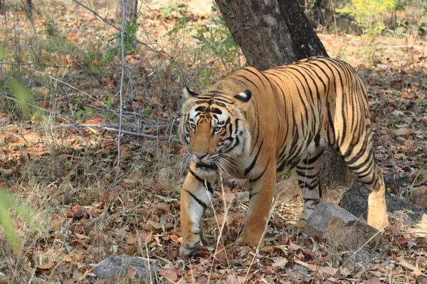 Indiase tijger in het nationaal park bandhavgarh — Stockfoto
