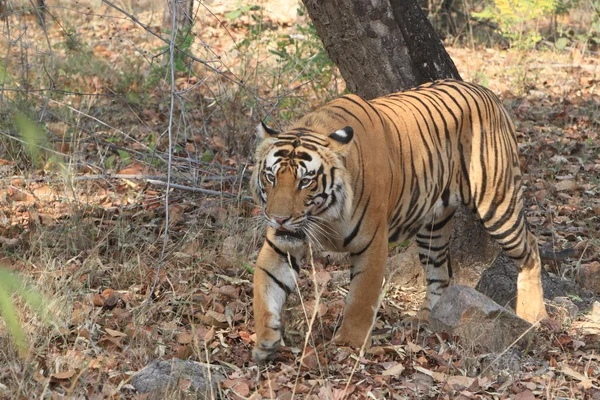 Indiase tijger in het nationaal park bandhavgarh — Stockfoto