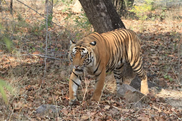 印度这只老虎在国家公园边上 — 图库照片