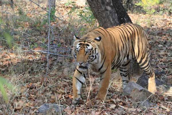 Indyjskiego tygrysa w bandhavgarh park narodowy — Zdjęcie stockowe