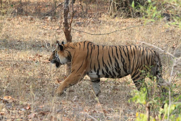 Ινδική τίγρη σε το εθνικό πάρκο bandhavgarh — Φωτογραφία Αρχείου