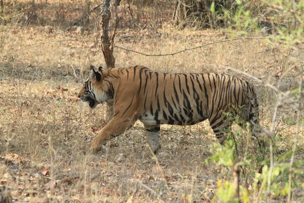 Indian Tiger in the National Park Bandhavgarh — Stock Photo, Image