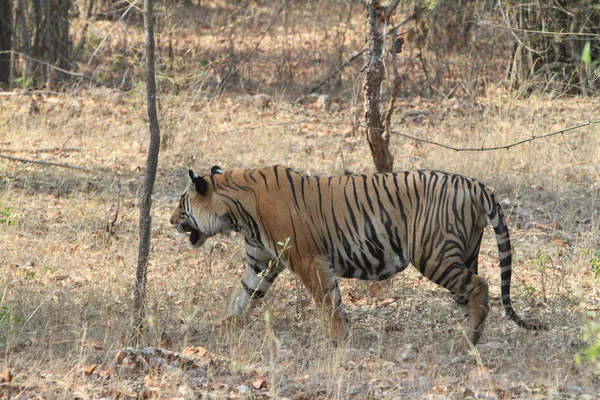 Indiai tiger, a nemzeti park Bandhavgarh városában — стокове фото