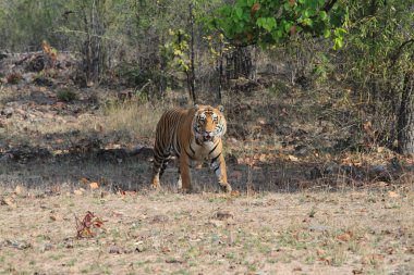 Hindistan tiger içinde Milli Parkı bandhavgarh