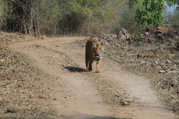 Tigre indio en el Parque Nacional Bandhavgarh — Foto de Stock