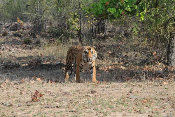 印度这只老虎在国家公园边上 — 图库照片