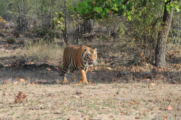 Indian Tiger in the National Park Bandhavgarh — Stock Photo, Image