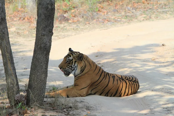 Indiase tijger in het nationaal park bandhavgarh — Stockfoto