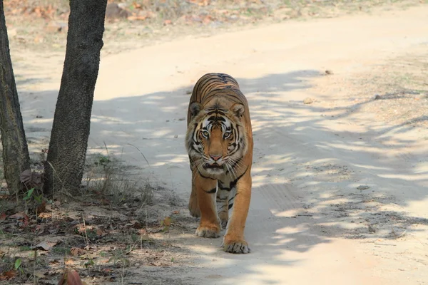 Ινδική τίγρη σε το εθνικό πάρκο bandhavgarh — Φωτογραφία Αρχείου