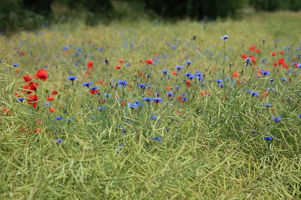 Rape Field with Poppies and Cornflowers — Stock Photo, Image