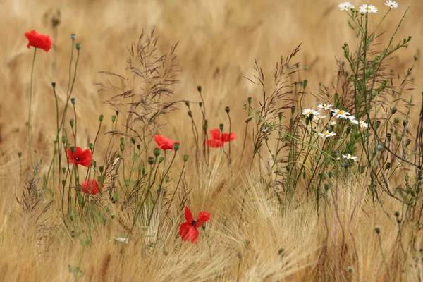 A Field of Barley and Poppies — Stock Photo, Image