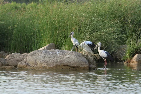 Indiska stork — Stockfoto