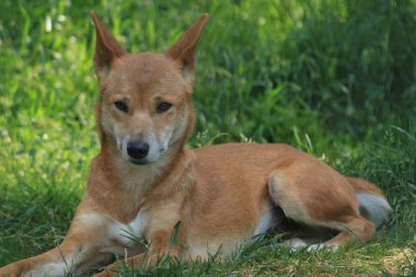 Avustralya dingo