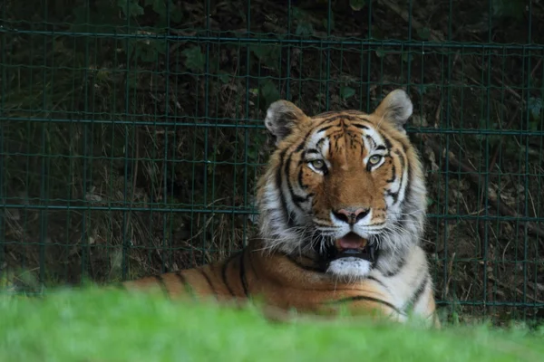 Siberian Tiger — Stock Photo, Image