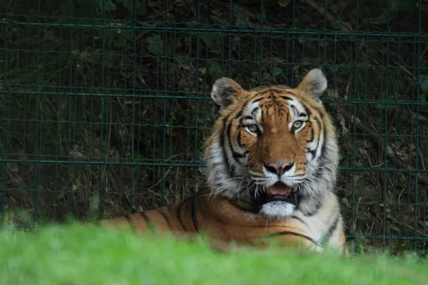 Siberian Tiger — Stock Photo, Image