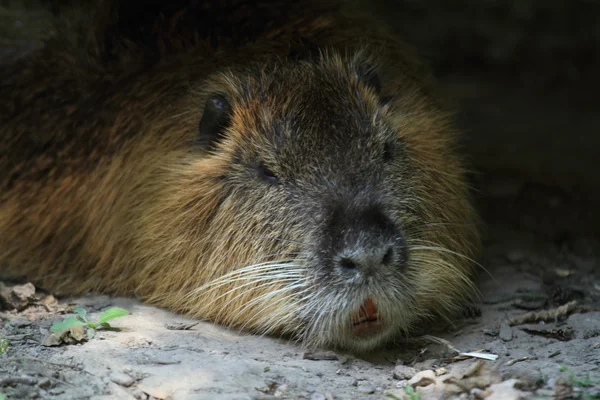 Capybara – stockfoto