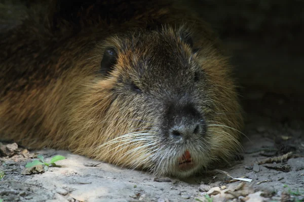 Wasserschwein — Stockfoto