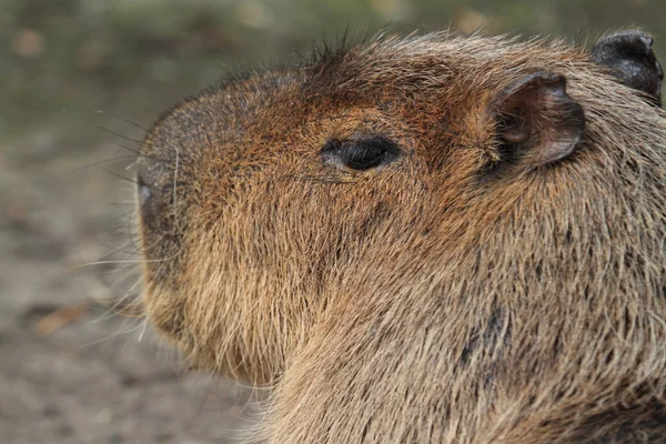 Capybara – stockfoto