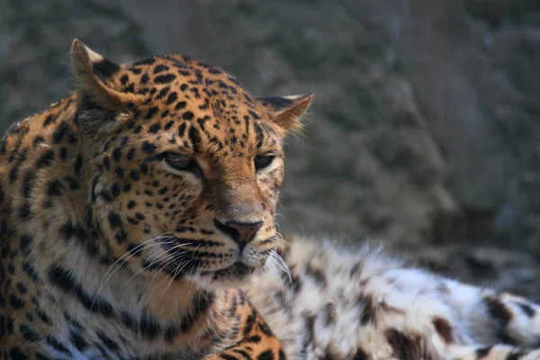 Leopardo — Fotografia de Stock