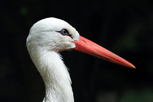 Ein Storch — Stockfoto