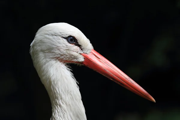 A Stork — Stock Photo, Image