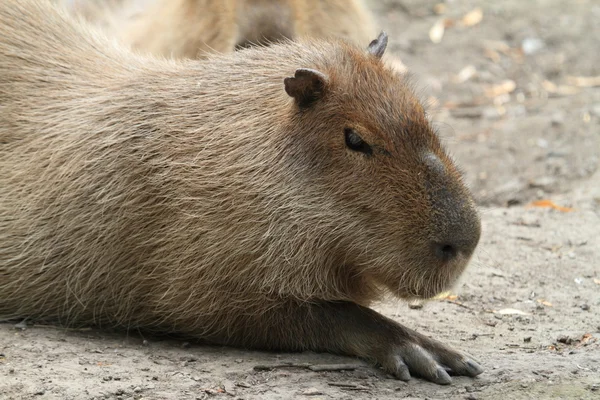 Capybara — Photo