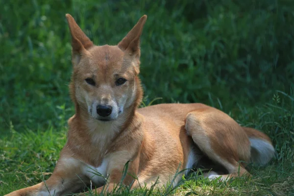 Dingo australiano — Fotografia de Stock