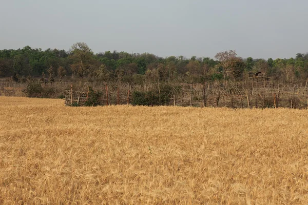 Cornfield na Índia — Fotografia de Stock