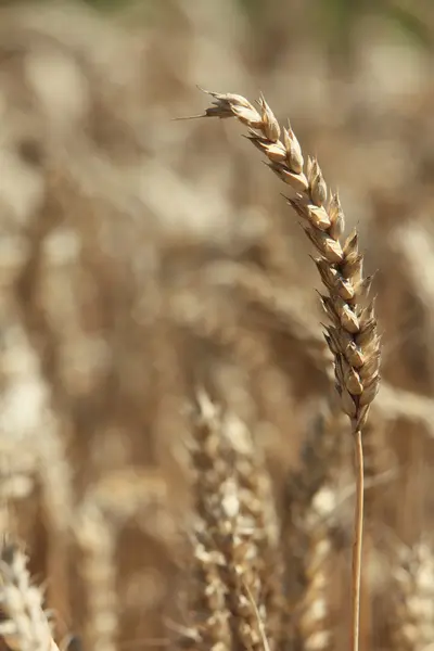 Cereals — Stock Photo, Image