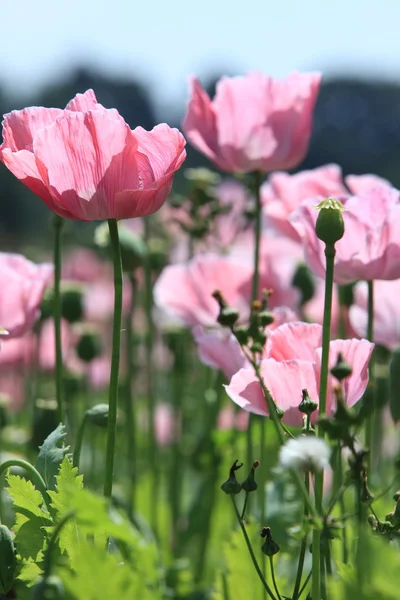 Pradera de amapola — Foto de Stock