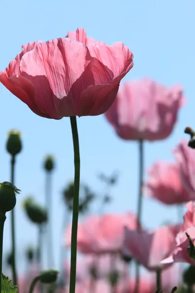 Pradera de amapola — Foto de Stock