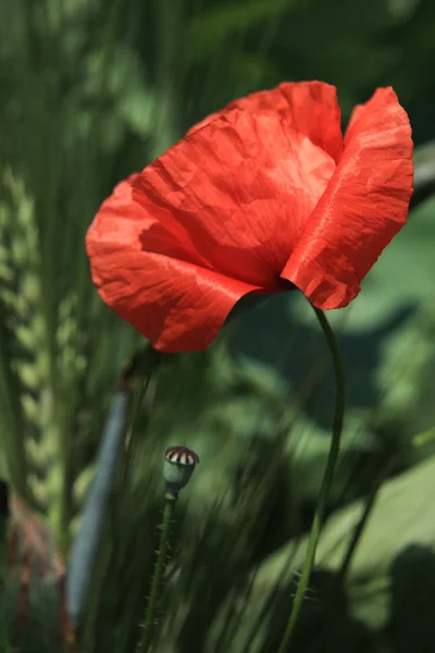 Poppy Meadow — Stock Photo, Image