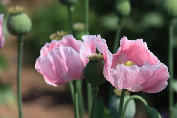 Pradera de amapola — Foto de Stock