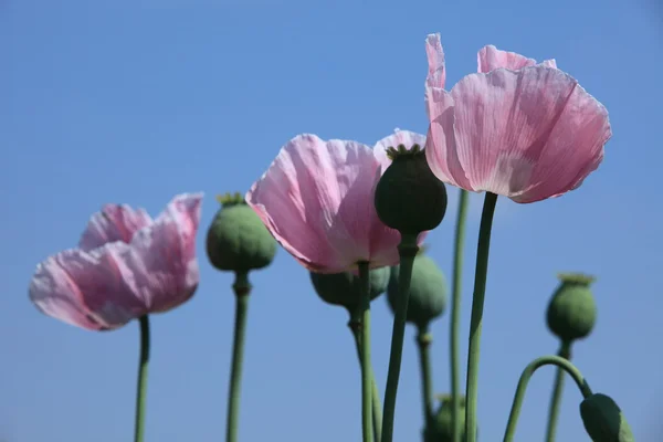 Pradera de amapola — Foto de Stock