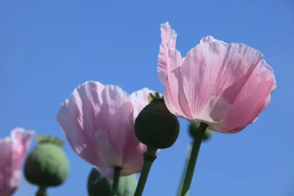 Pradera de amapola — Foto de Stock