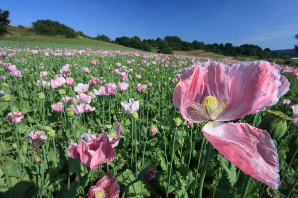 Pradera de amapola — Foto de Stock